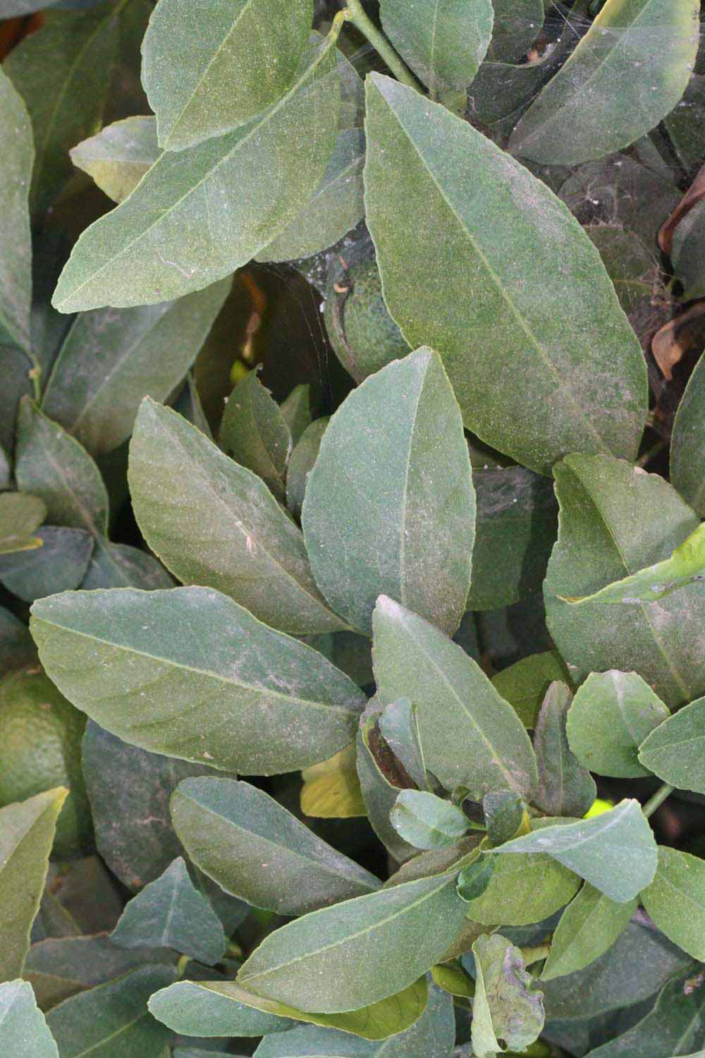              Shade leaves (Jullundri Khatti, Riverside, CA)       